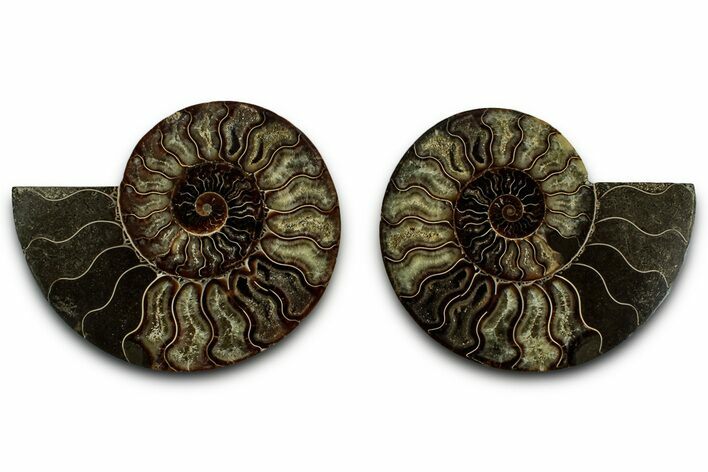 Cut & Polished, Agatized Ammonite Fossil - Madagascar #318040